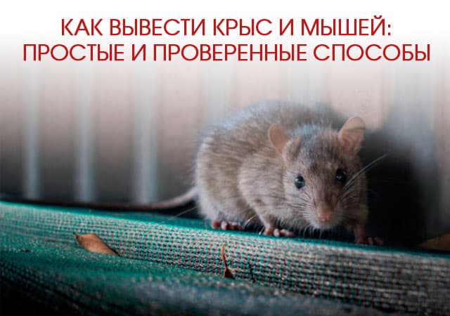 Как вывести крыс и мышей в Солнечногорске: простые и проверенные способы