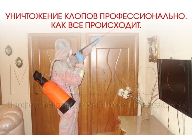 Уничтожение клопов профессионально в Солнечногорске