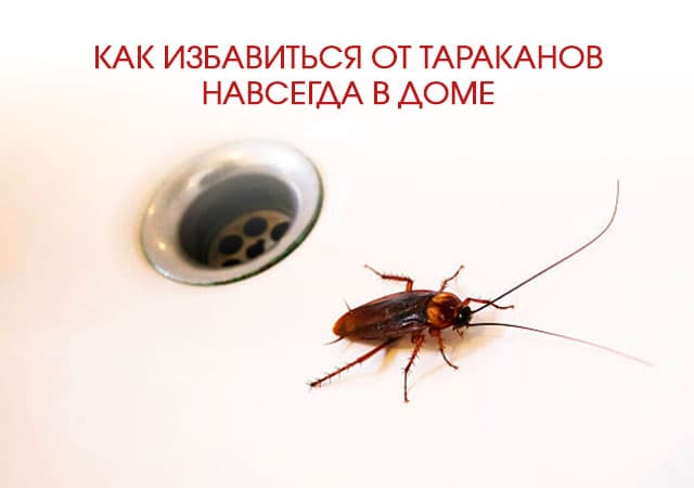 Как избавиться от тараканов в доме в Солнечногорске