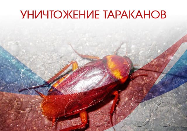 Уничтожение тараканов в Солнечногорске