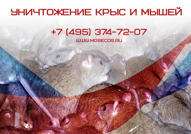 Уничтожение крыс и мышей в Солнечногорске