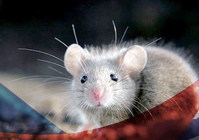 Уничтожение мышей в Солнечногорске