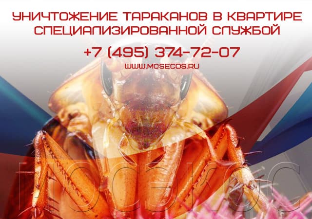 Уничтожение тараканов специализированной службой в Солнечногорске