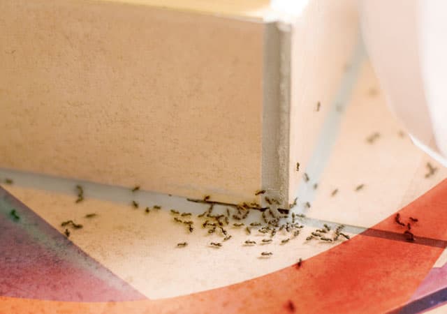 Дезинсекция – уничтожение клопов, муравьев, тараканов