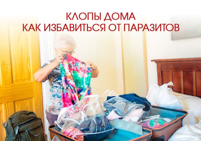 Клопы дома: как избавиться от паразитов в Солнечногорске